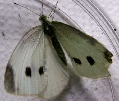Cabbage white butterfly