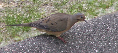 Mourning Dove