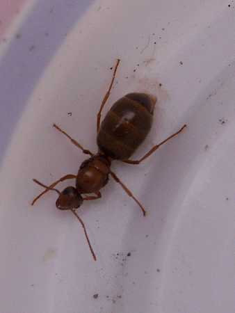 ant