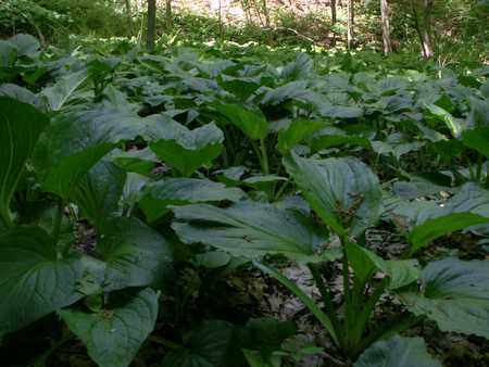 Skunk cabbage field