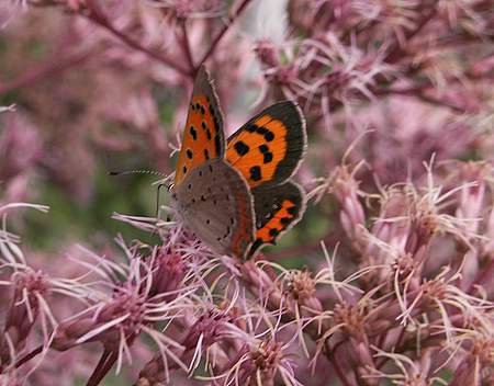 American Copper butterfly