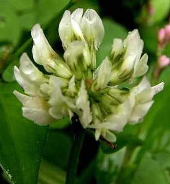 close-up of white clover flower