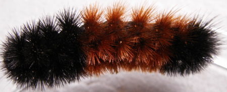woolly bear caterpillar