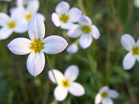 Bluet Closeup