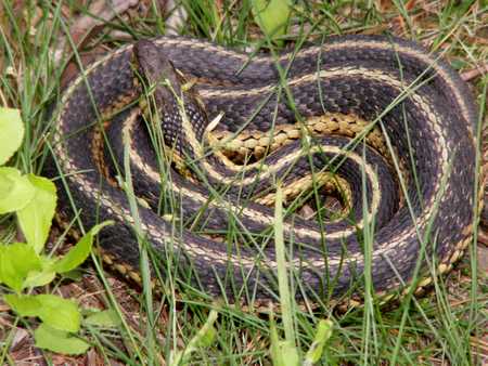 garter snake basking