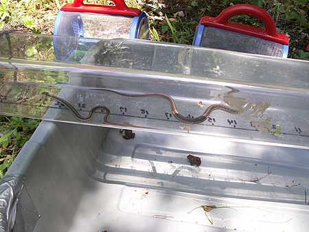 measuring snakes