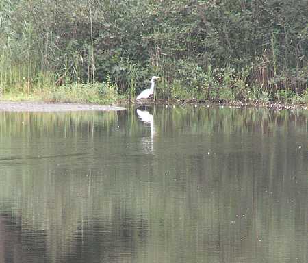 great egret
