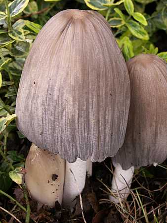 Mushroom"
