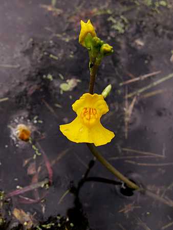 Swollen Bladderwort