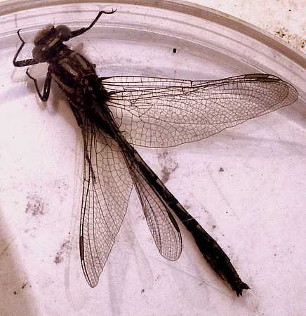 Dragonfly from field