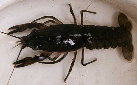 Eastern Crayfish