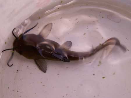 Catfish