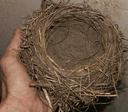 Robin nest up close