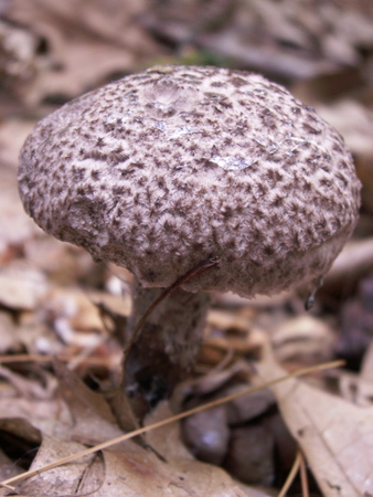 pinecone mushroom
