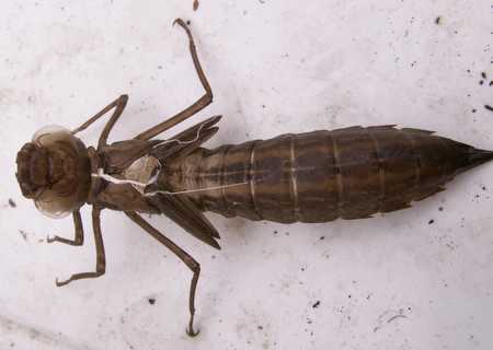 Closeup of exoskelton