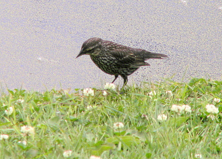 redwing blackbird female
