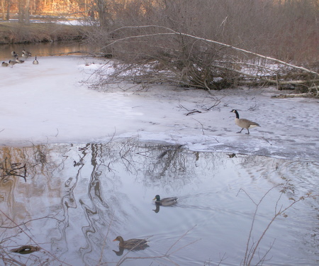 Canada Geese