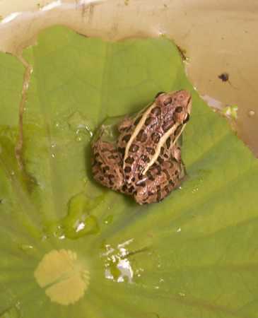 pickerel frog