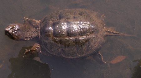 Snapping Turtle Basking