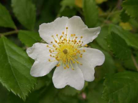 wild rose