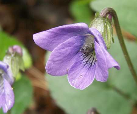 violet