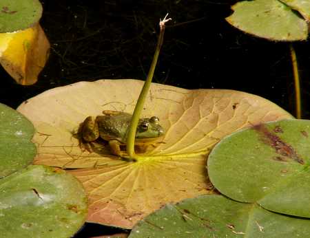 full grown frog