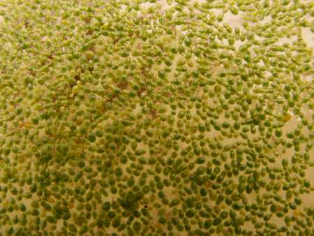 Duckweed
