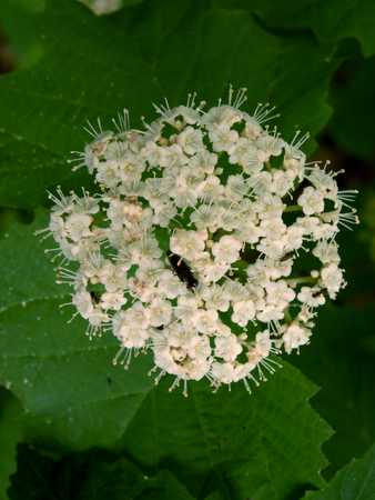 Maple Leaf Viburnum in bloom