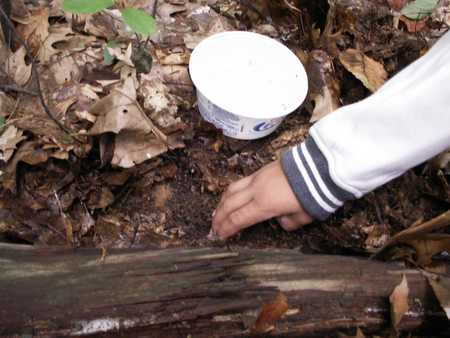 Under a log