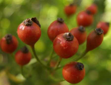 rose hips