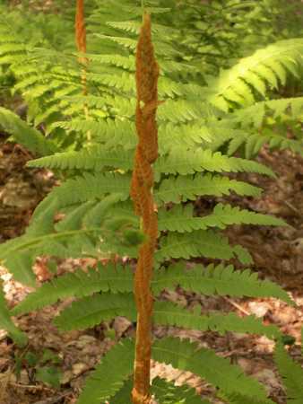 cinnamon fern