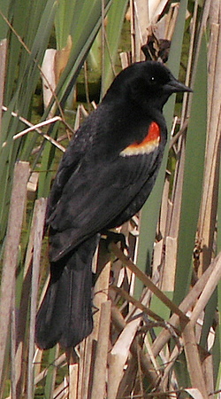 redwing blackbird male