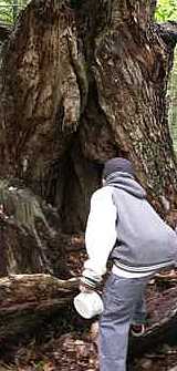 Boy exploring in tree trunk