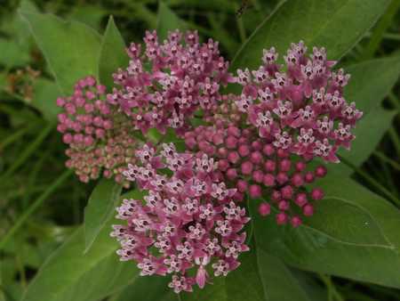 swamp milkweed