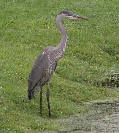 heron close up