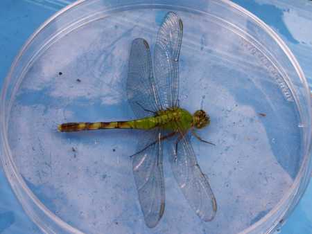dragonfly adult