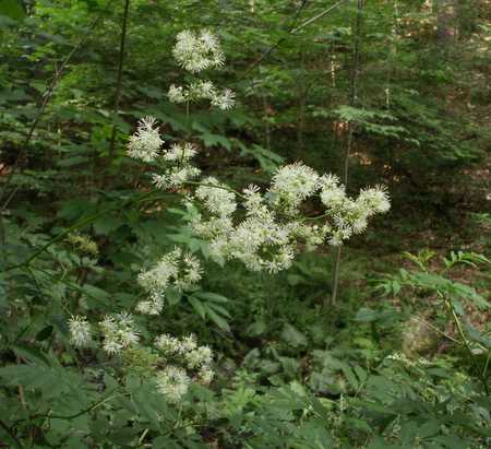 Tall Meadow Rue