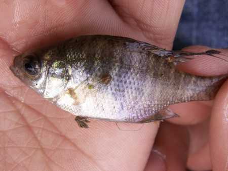 little fish