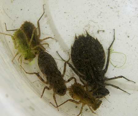 dragnfly nymphs