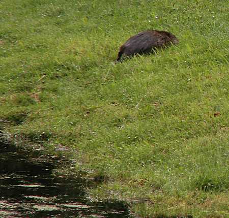Muskrat