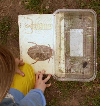 Student examining diving beetle