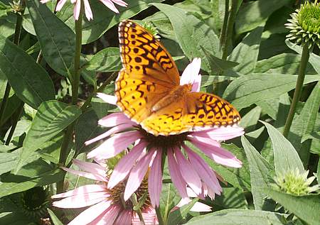 Great Spangled Fritillary top