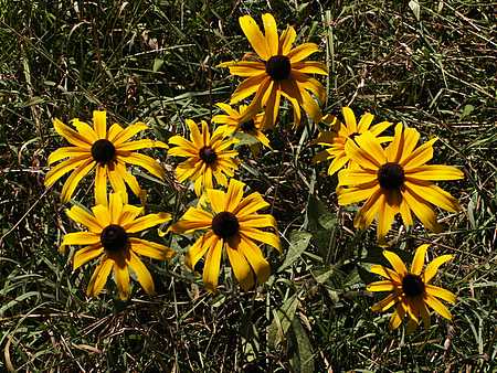 Black-eyed Susan