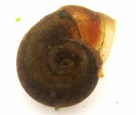 wheel snail
