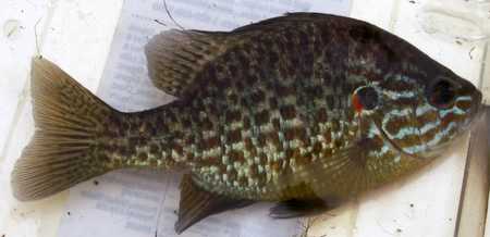 Pumpkinseed fish