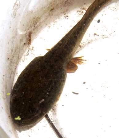 tadpole with legs