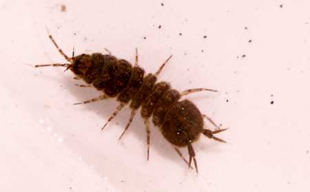 isopod