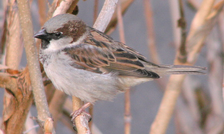 House Sparrow