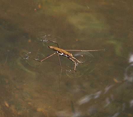 Common water strider