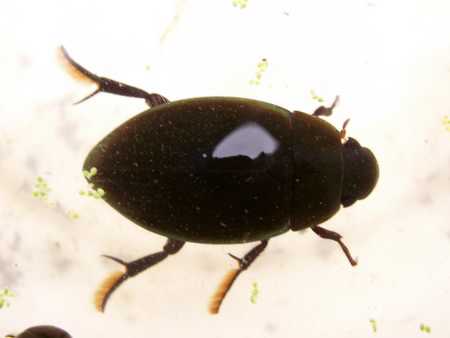 Diving beetle